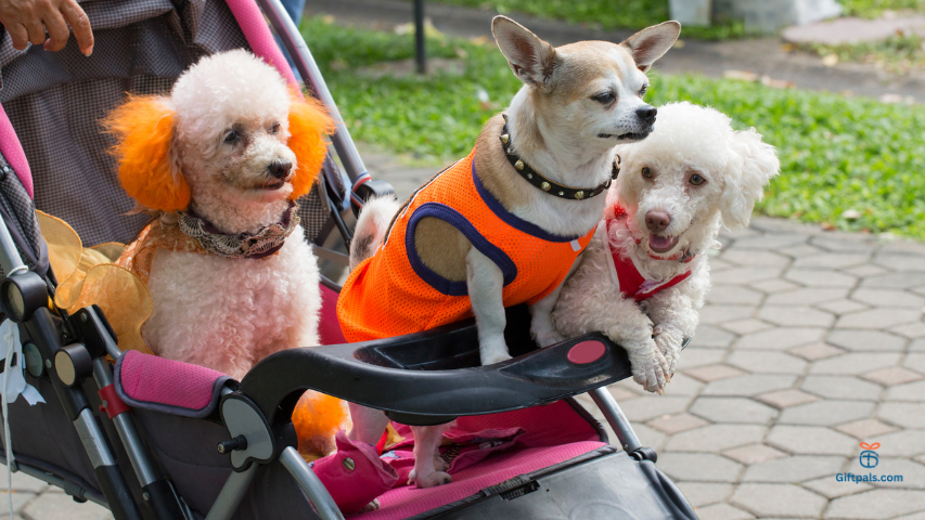 Perfect Pet Stroller for Your Furry Friend