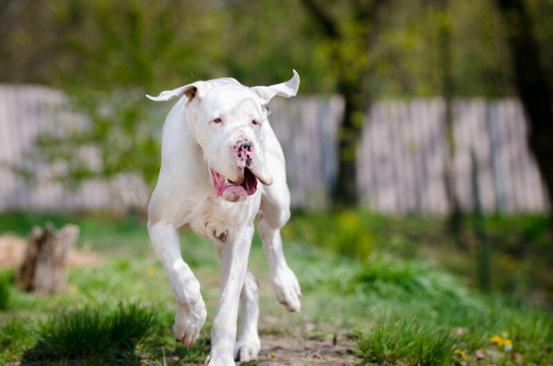 Gran danés blanco corriendo