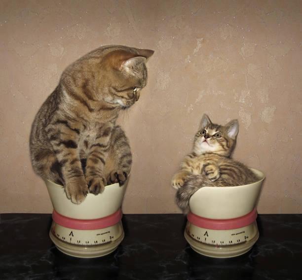 Two cats sitting in a measuring cup

Description automatically generated