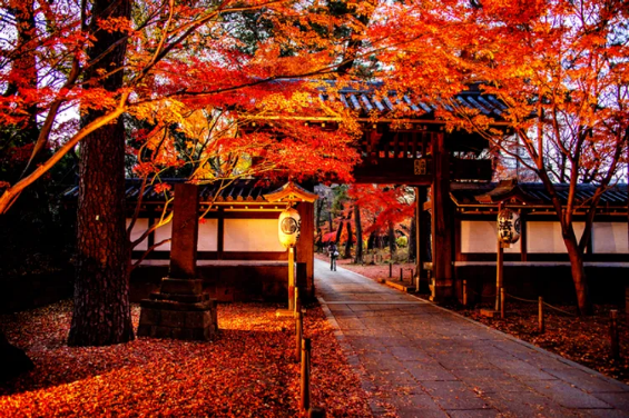 A walkway with orange leaves and a building

Description automatically generated with medium confidence