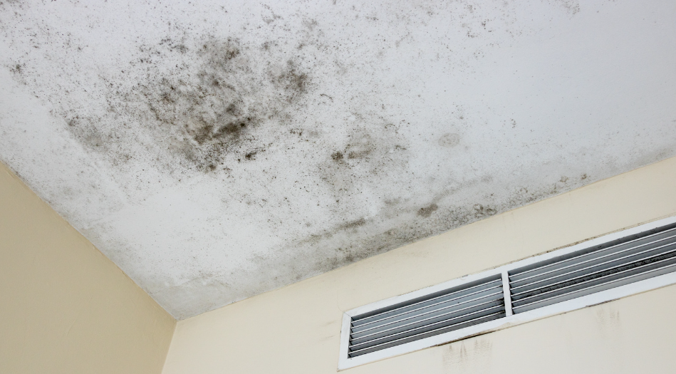 how to clean mold off walls