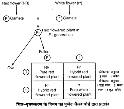 UP Board Solutions for Class 12 Biology Chapter 5 Principles of Inheritance and Variation 4Q.1.2