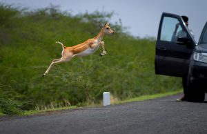 Dinesh khunt International fame gujarat photographer National geography 