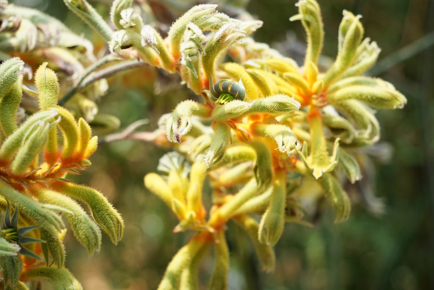 Adding native Australian plants like Kangaroo Paw