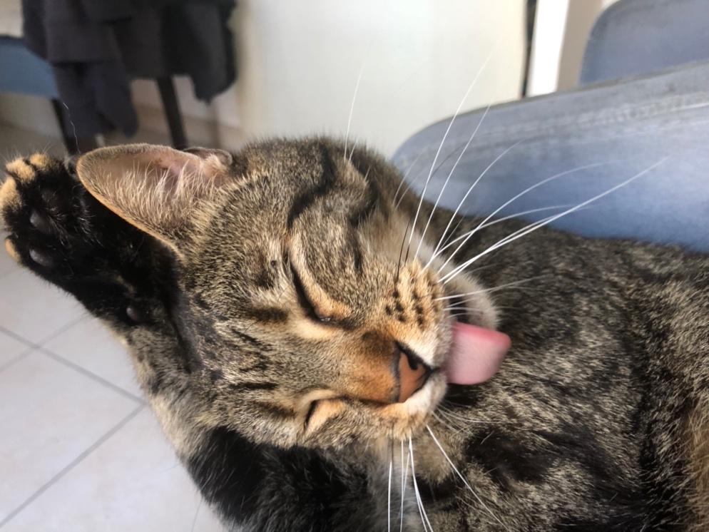 A cat licking its face

Description automatically generated