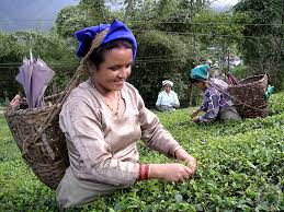 Darjeeling: - The - Britishers - Nicknamed - It - As "Queen - Of - The - Hills"
