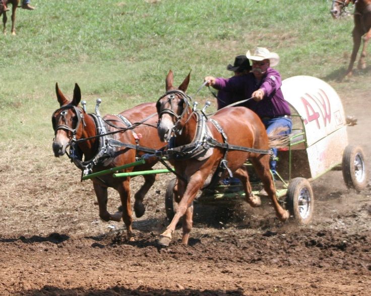 Western chuckwagon mule racing. Source: pinterest