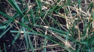 Grass Blades Affected by Fungal Infection