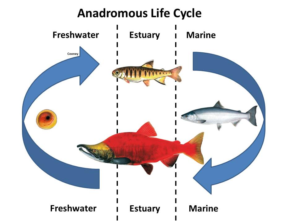 Anadromous Fish