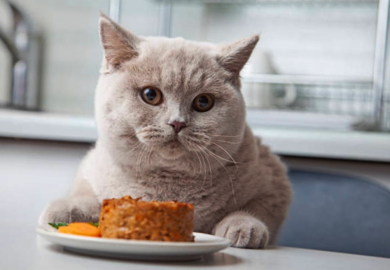 Cat starring at the plate full of tuna