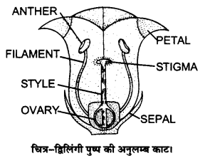 UP Board Solutions for Class 12 Biology Chapter 1 Reproduction in Organisms Q.11