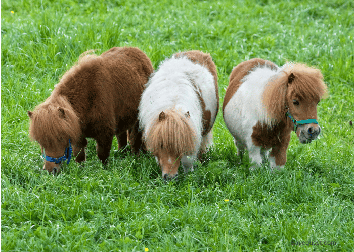 Ponies