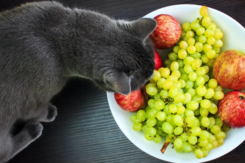 Cat eating grapes