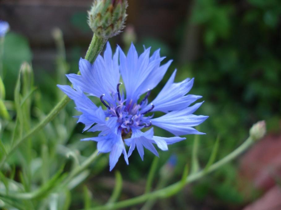 A Close-Up of one of our Cornflowers.