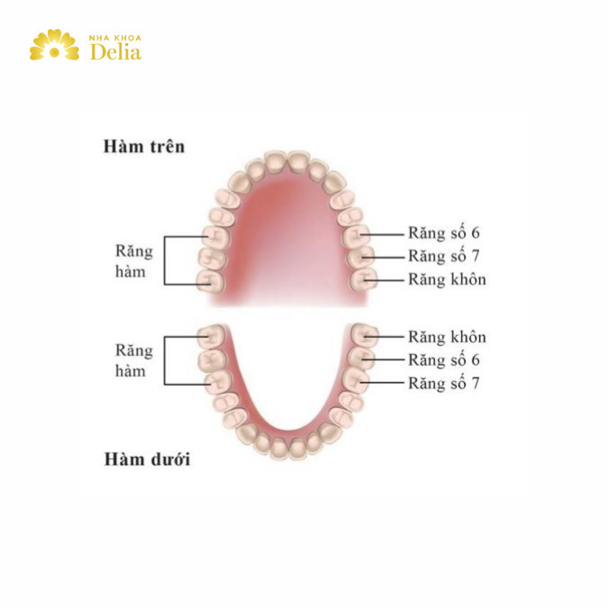 Vị trí và chức năng của răng số 7