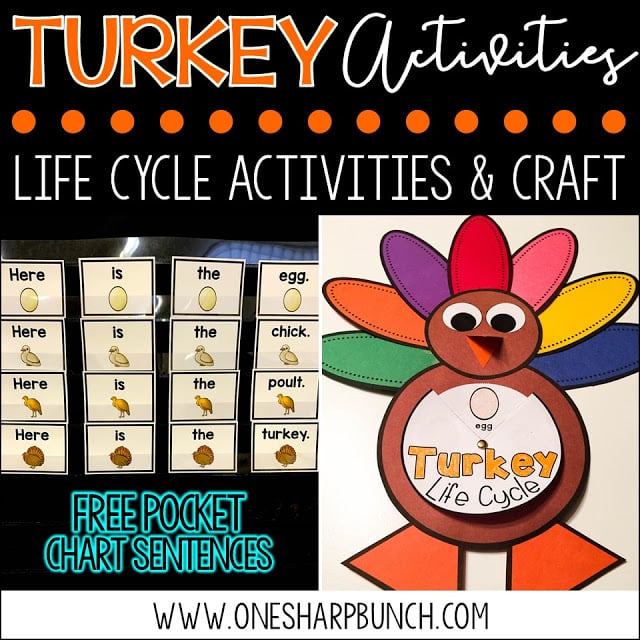 FREE turkey life cycle activities, including pocket chart sentences. Perfect for Thanksgiving centers and turkey time! Keep your kiddos engaged with these turkey activities, adorable turkey crafts and turkey centers!