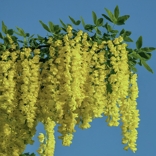 A Glorious Reward: Witnessing the Laburnum Bloom