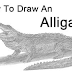  How to Draw an Easy Realistic Alligator: A Step-by-Step Guide 