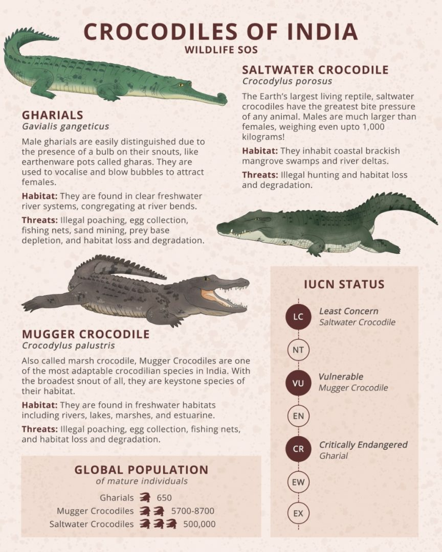 World Crocodile Day  