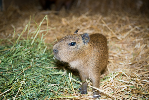 baby capybara