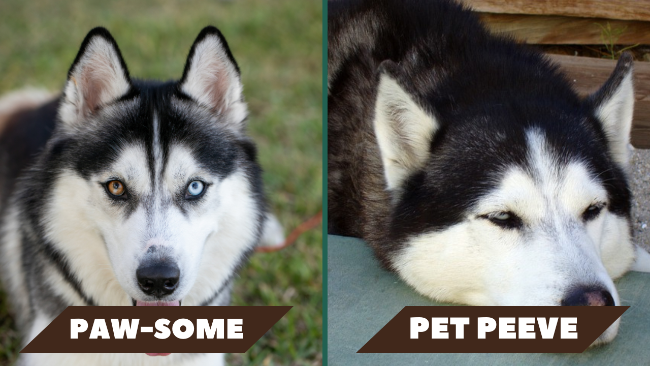 Left: Husky dog with two different colored eyes, Right: Husky dog with eyes half-closed