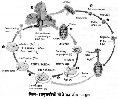 UP Board Solutions for Class 12 Biology Chapter 2 Sexual Reproduction in Flowering Plants 4Q.7