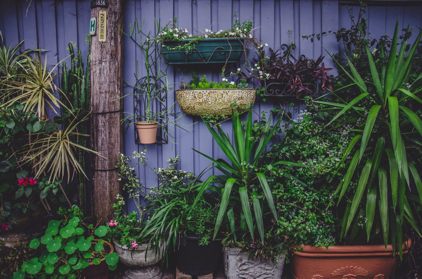 Vertical garden and indoor plants