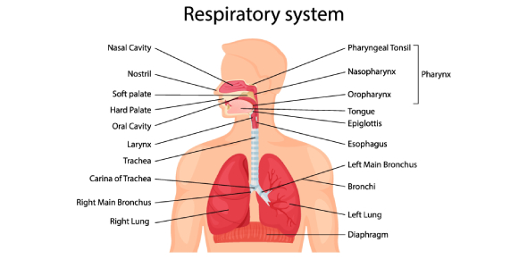 Fig: Labeled Diagram of the Human Respiratory System