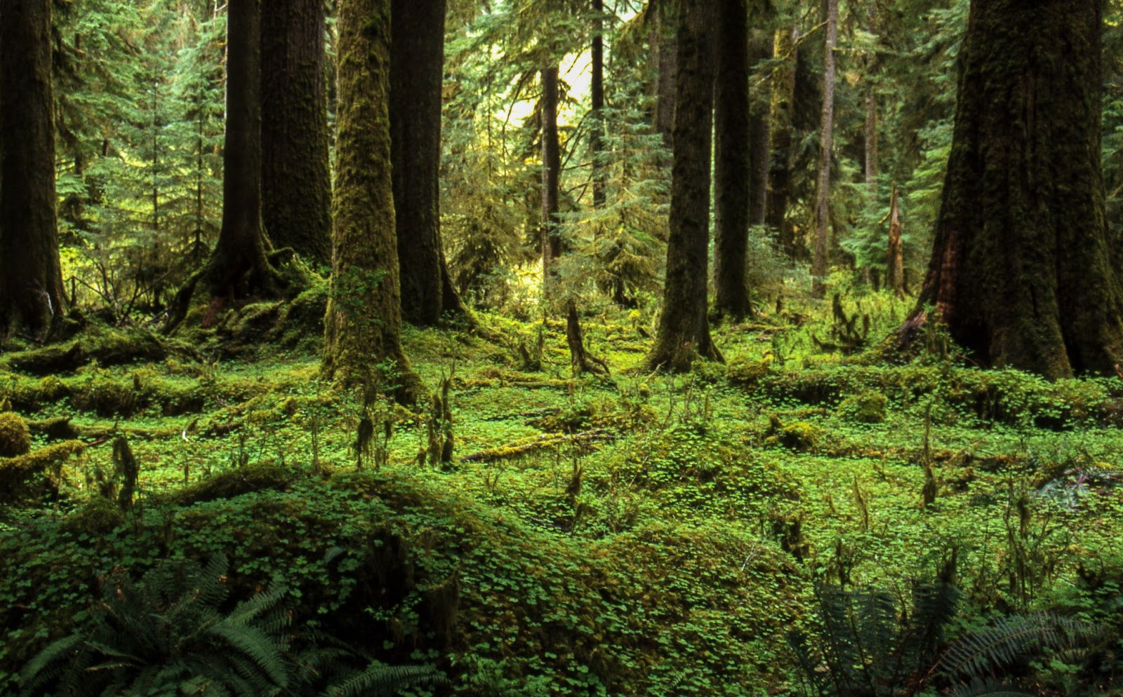 View of Olympic National Park which is one of the most beautiful forests near Seattle