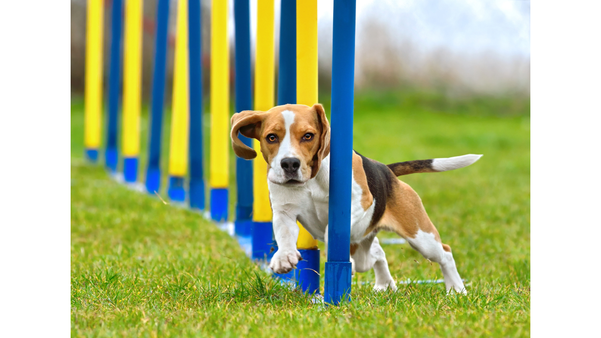 Photo of a beagle running through an agility course.