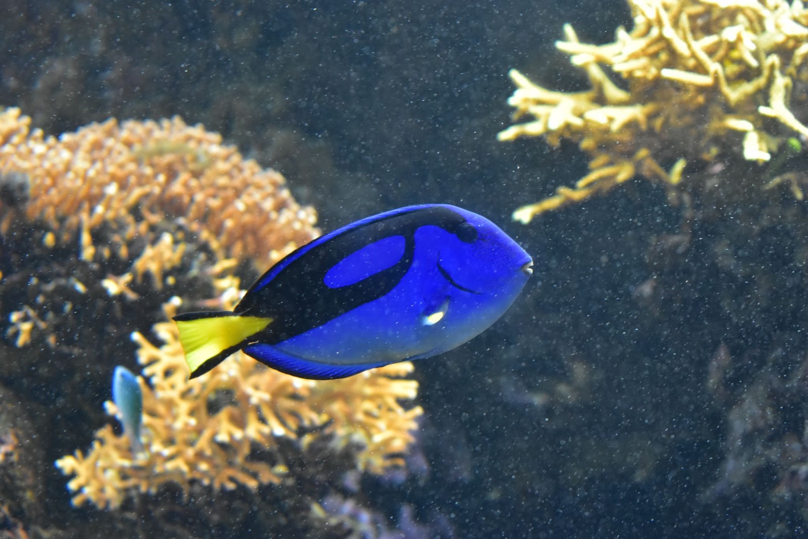 blue hippo tang