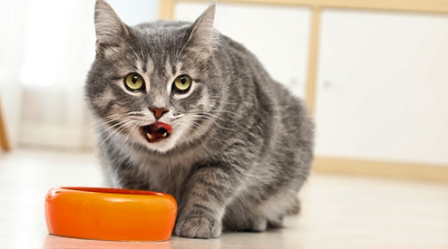 Cat eating healthy food