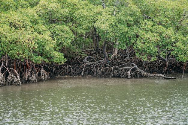 Photo mangrove forest, green foliage above the waterline and roots with underwater marine life, brazilian sea