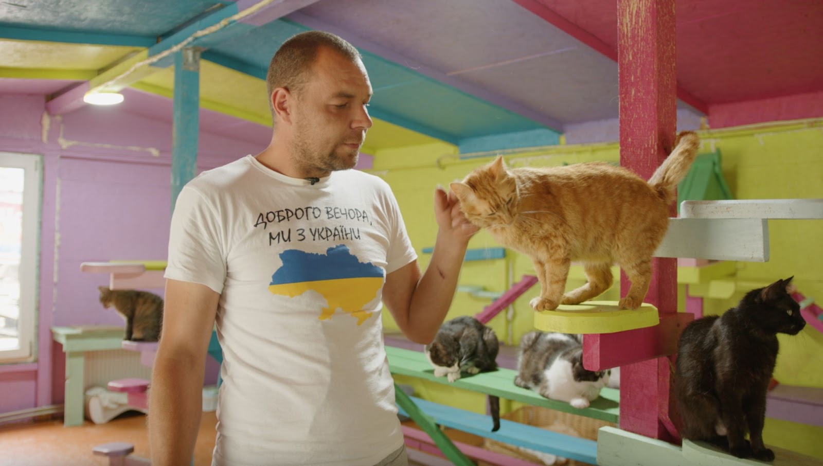 Чоловік гладить руду кішку у притулку для тварин