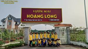 Vườn Mai Hữu Đức – liên hệ Uy Tín cung cấp Sản Phẩm và dịch vụ Mai Vàng