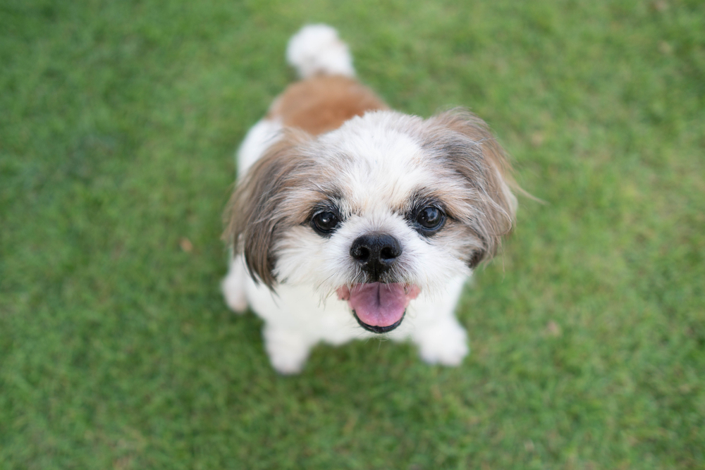 Feliz Shih tzu perro sentado en la hierba verde