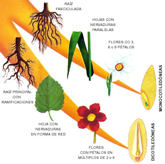 tallo monocotiledónea vs dicotiledónea