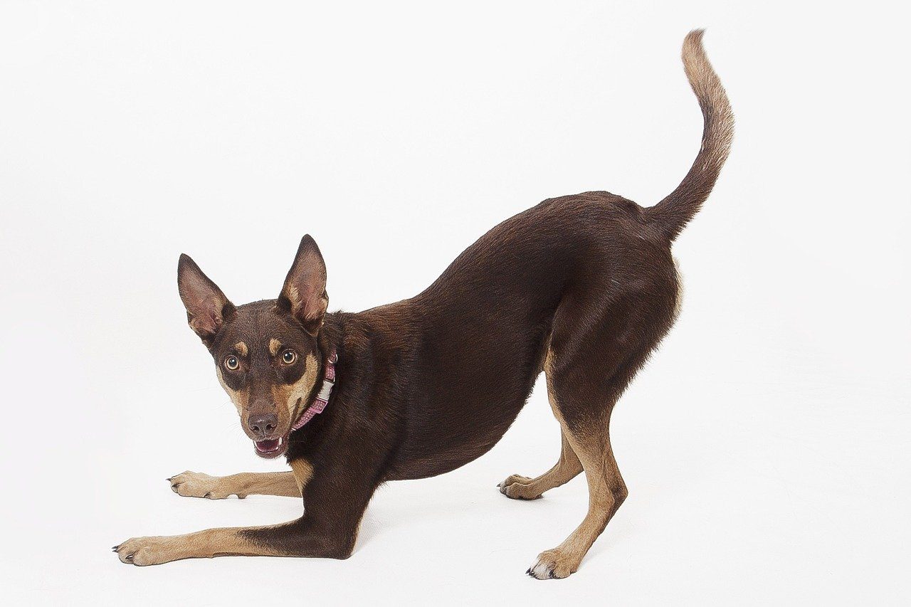 Kelpie australiano