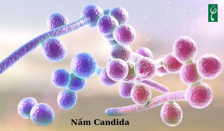 Nấm Candida là loại nấm men tự nhiên sống trong cơ thể con người