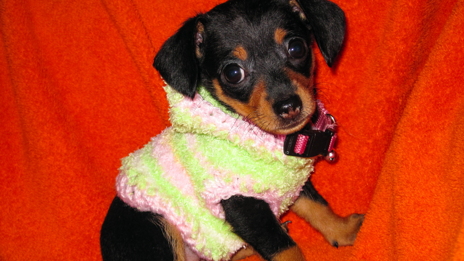 chiweenie puppy on red blanket black and ta