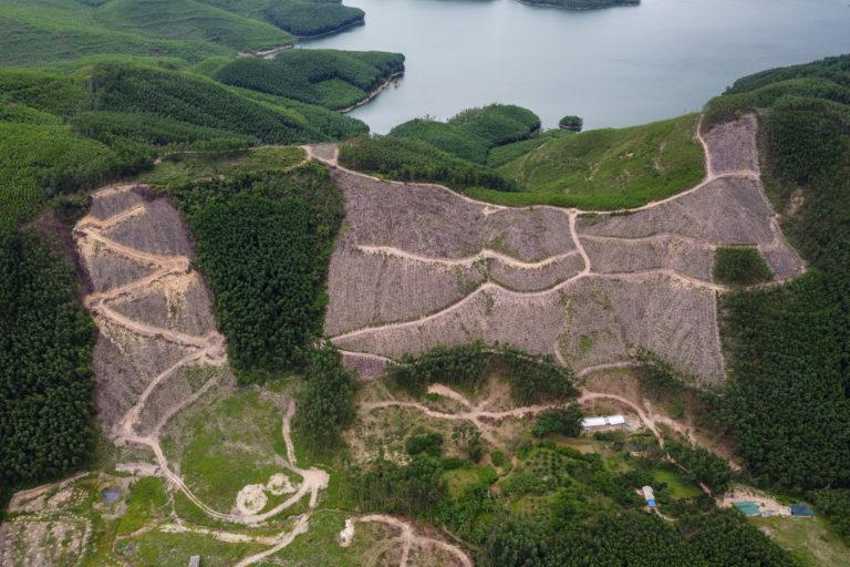 Cleared plantation plots alternate with growing commercial acacia next to a reservoir in Thua Thien-Hue Province, Vietnam. Image by Michael Tatarski.