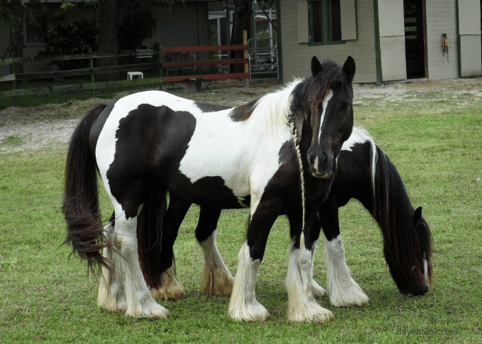 Gypsy Vanner