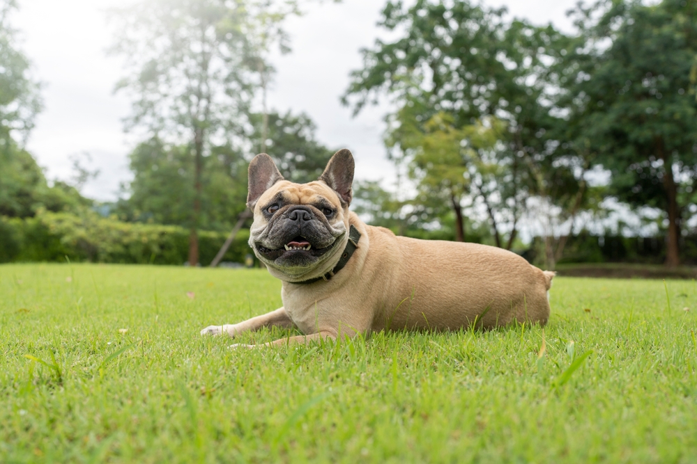 Sonriente bulldog francés tumbado en la hierba en el patio trasero