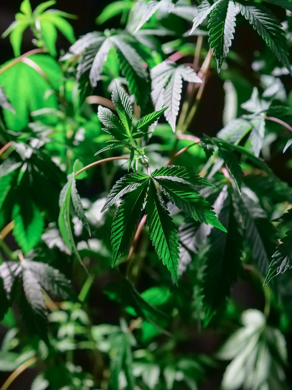 Comprehensive Guide to Cannabis Insurance: Safeguarding Your Business