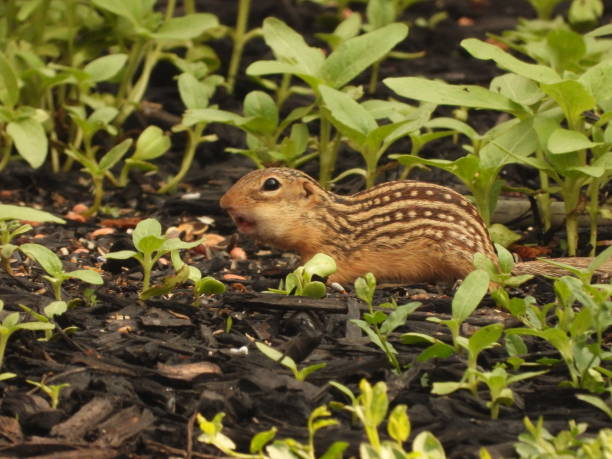 Trust Green Machine Pest Control for expert pocket gopher extermination services in Scottsdale, Arizona.
