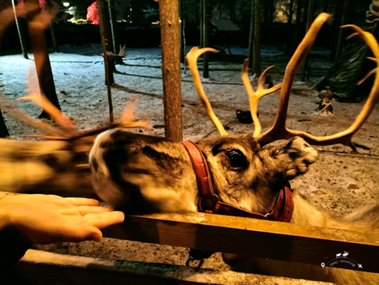 Claudia's hands caressing a reindeer inside a wooden enclosure inside Santa Claus' village.