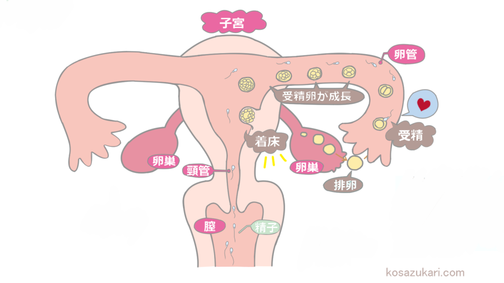 人工授精で妊娠するまでの平均試行回数は？最新の統計データ