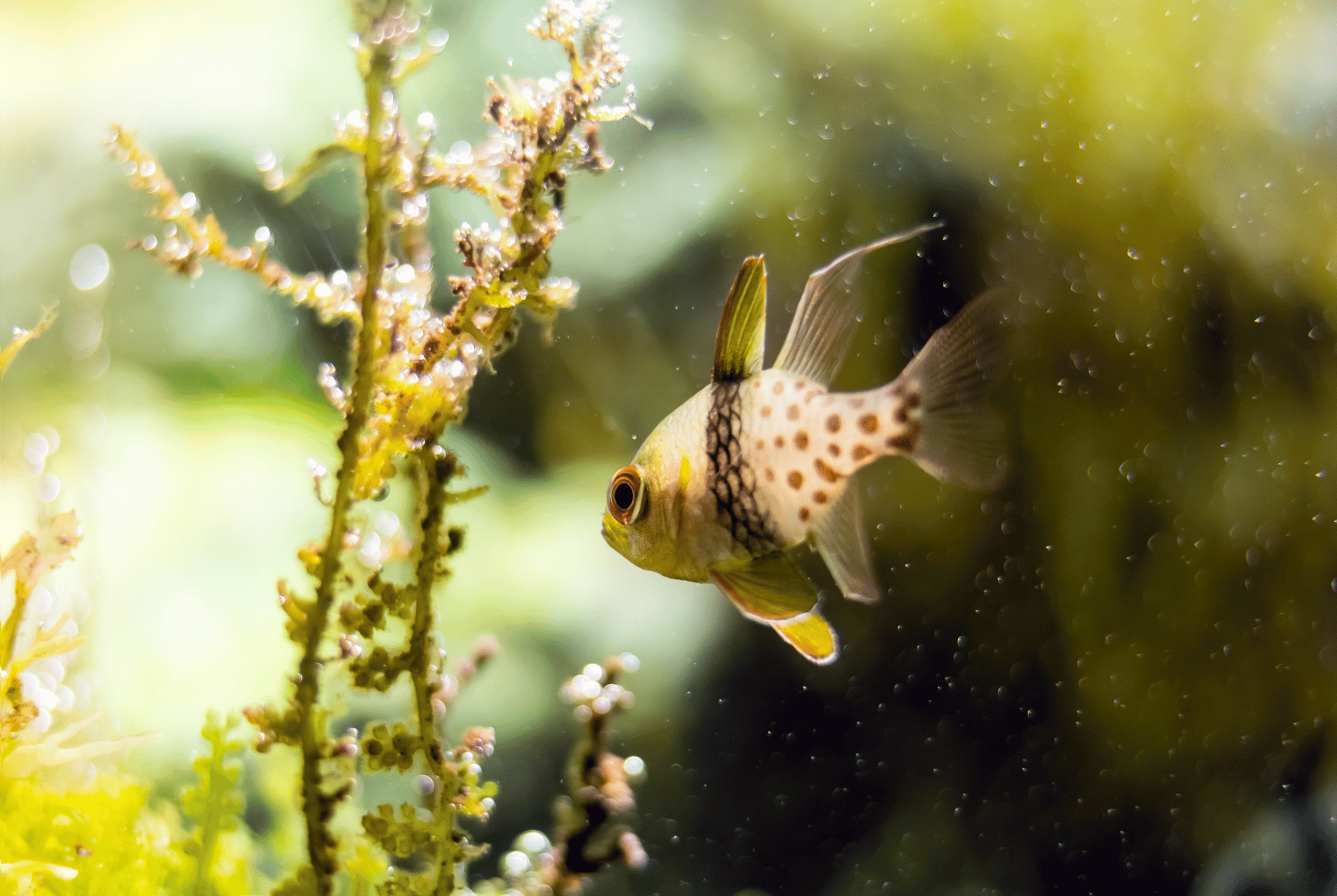 cardinalfish