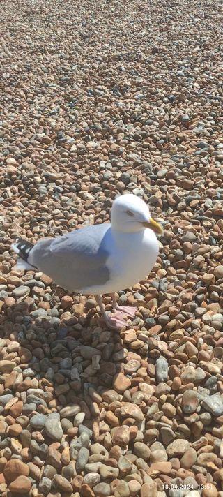 A bird standing on rocks

Description automatically generated