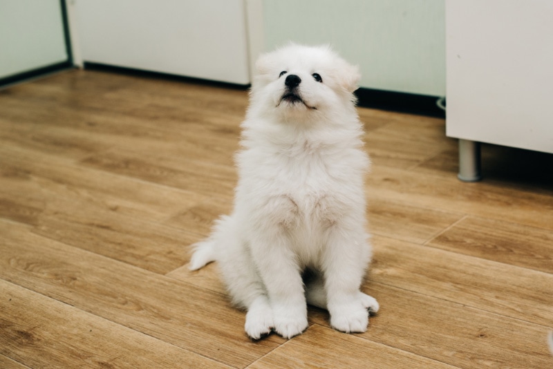 cachorro de samoyedo sentado en el suelo y mirando hacia arriba